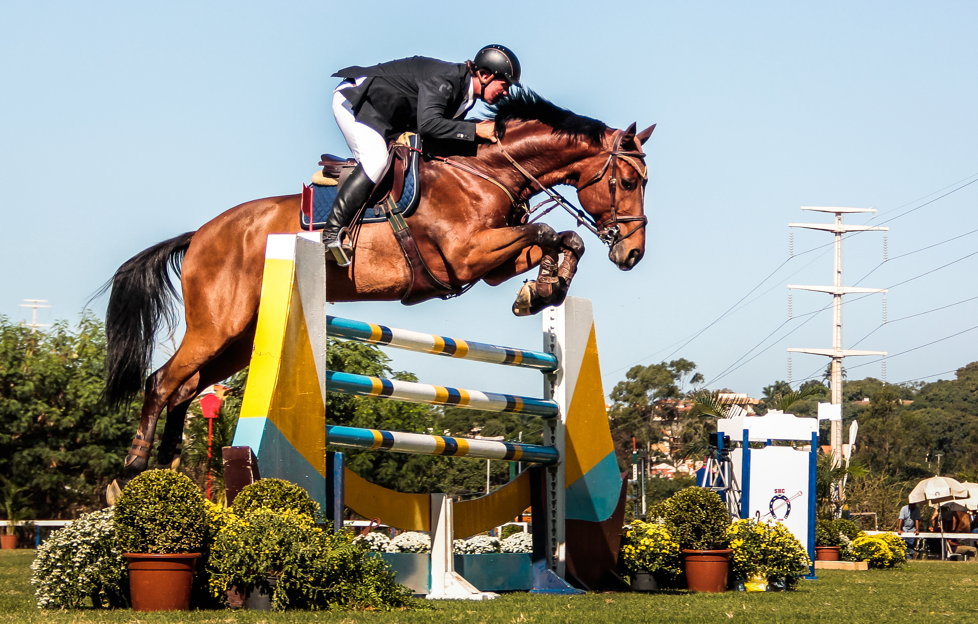 SALTAR SOBRE OBSTÁCULOS COM CAVALO - guia do esporte / hipismo