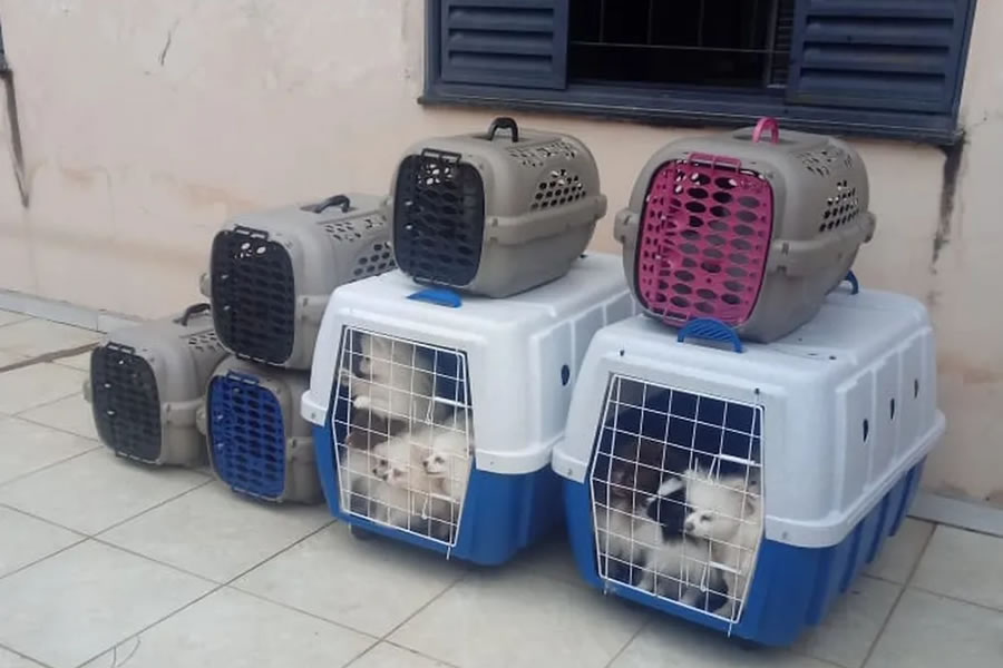 Mulher é presa pela 2ª vez por maustratos a animais em BotucatuSP